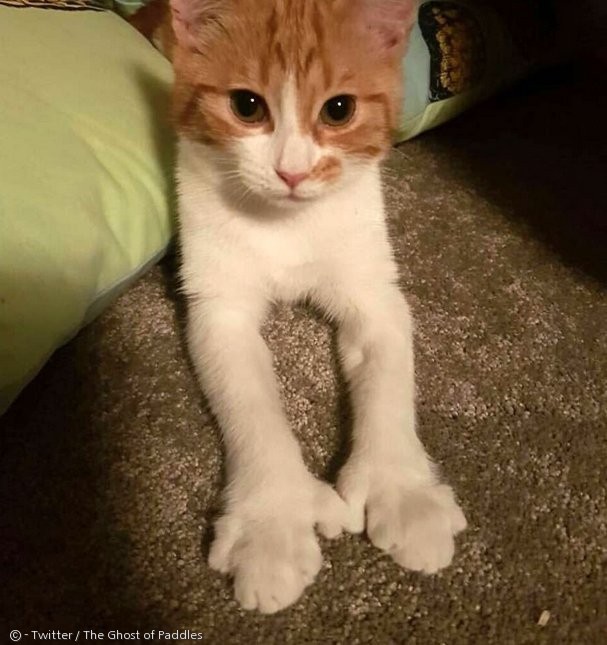 노트펫