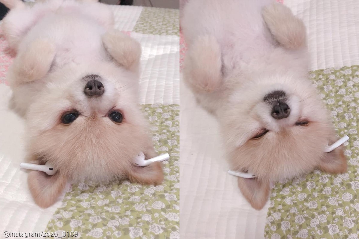 노트펫