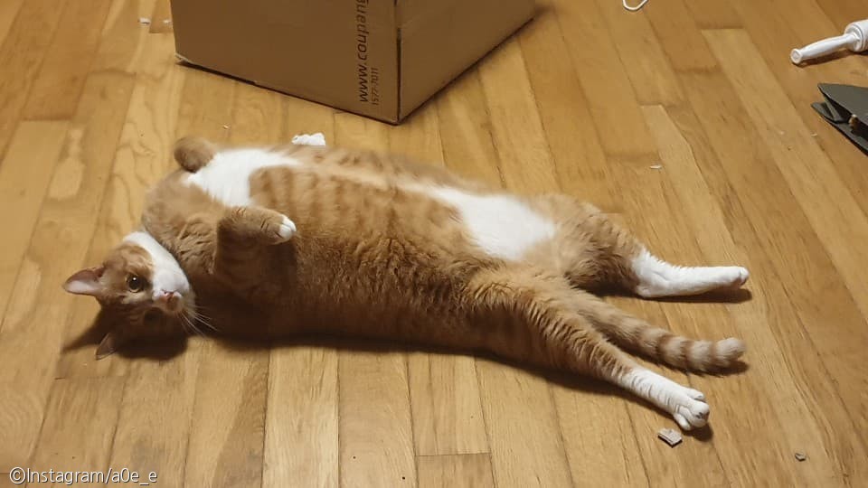 노트펫