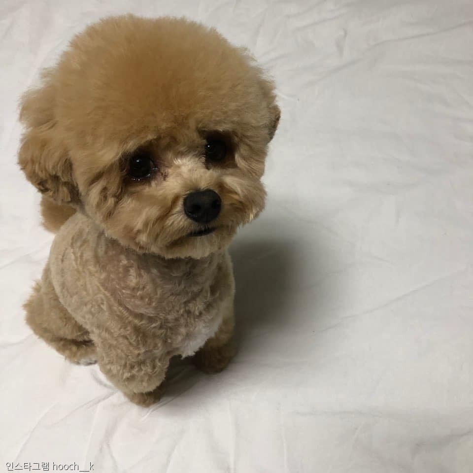 노트펫
