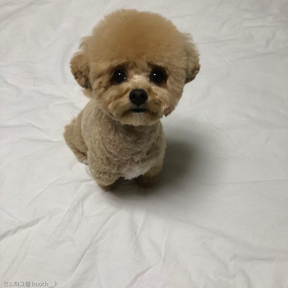 노트펫
