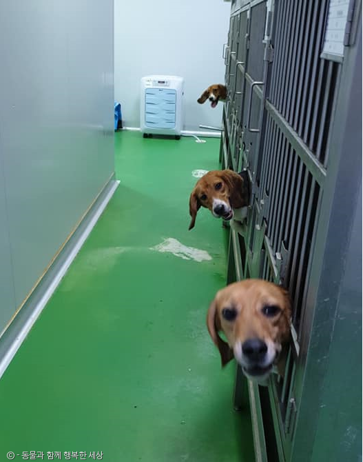 노트펫