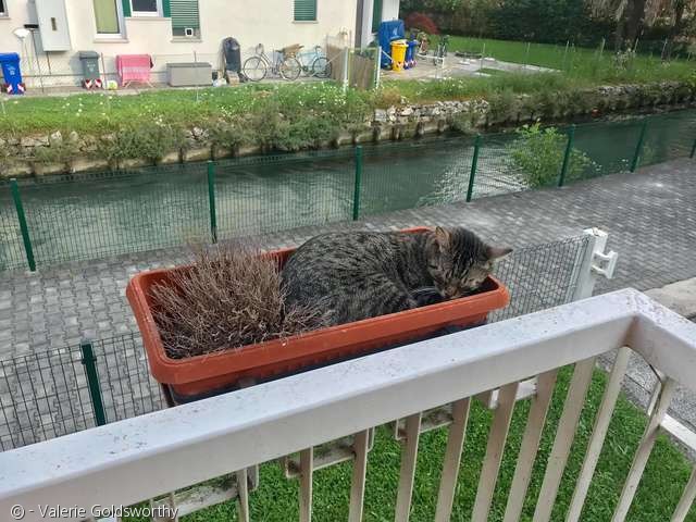 노트펫