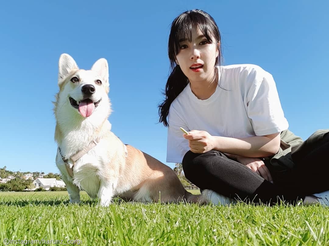 노트펫