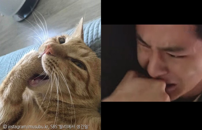 노트펫