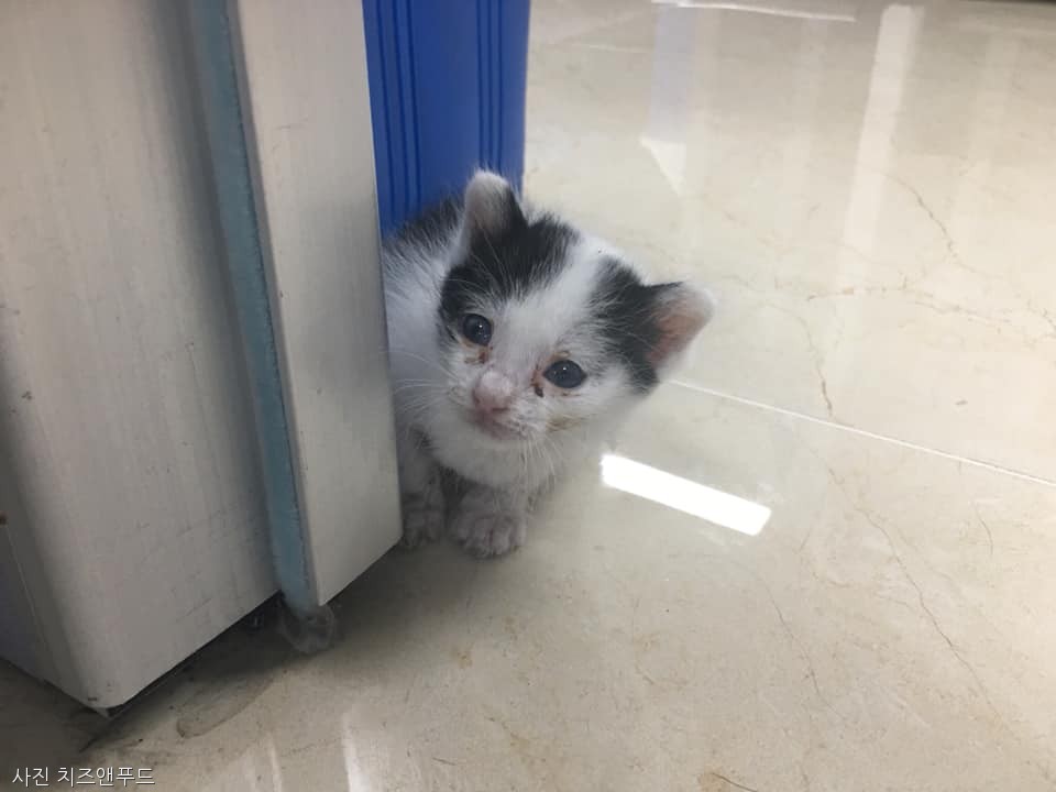 노트펫