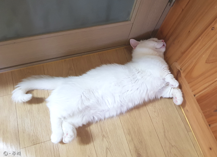 노트펫