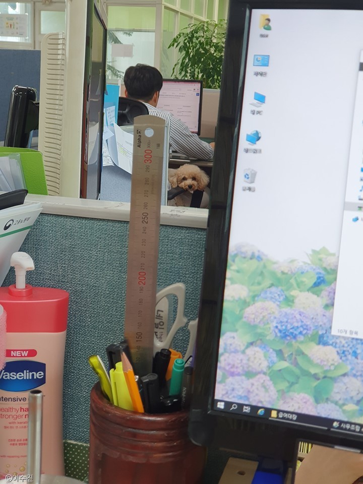 노트펫