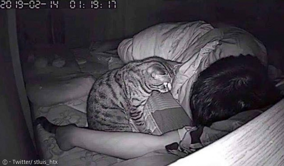 노트펫