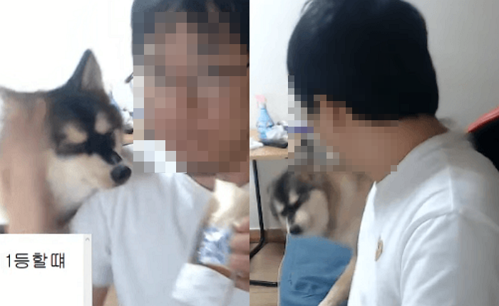 노트펫