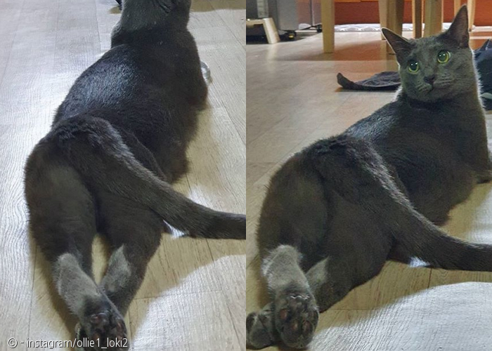 노트펫
