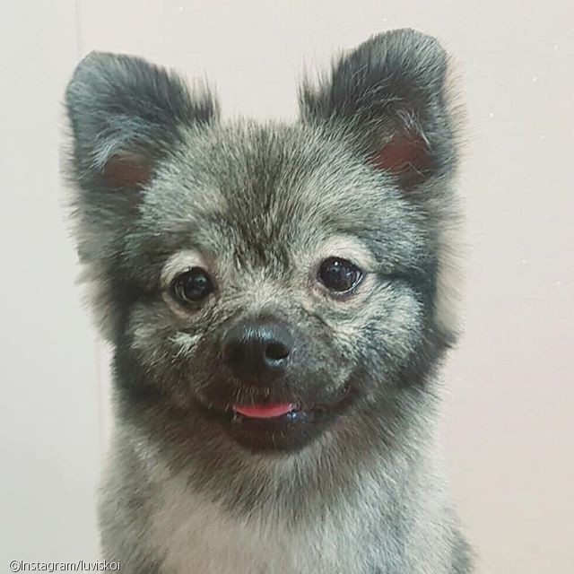 노트펫