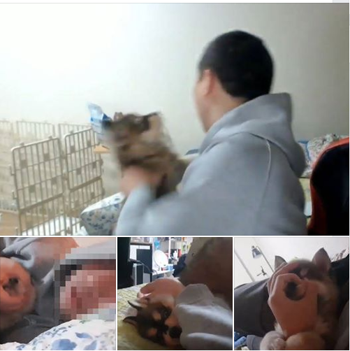 노트펫