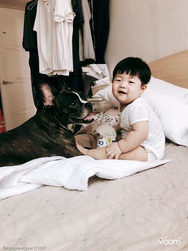 노트펫