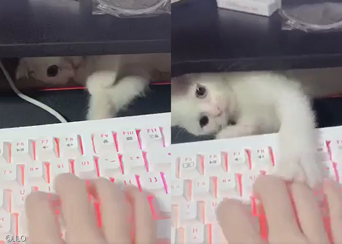 노트펫