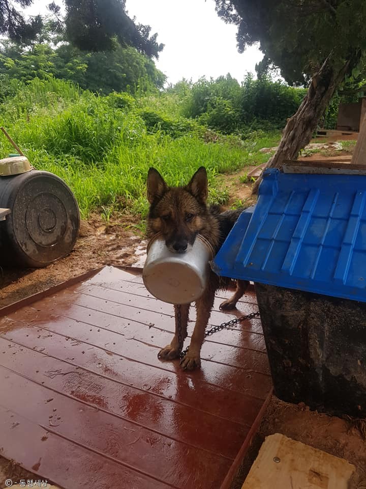 노트펫