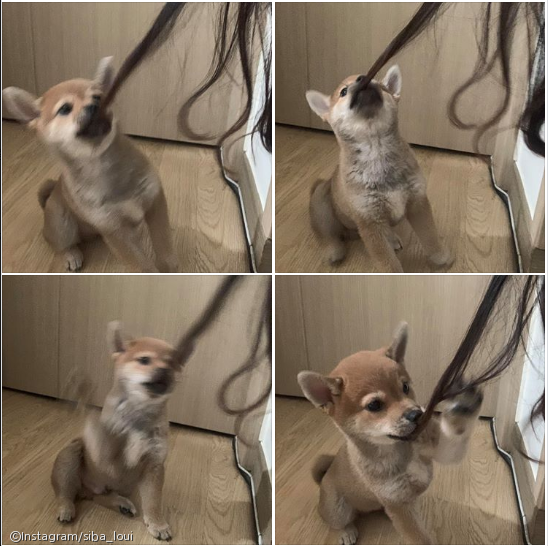 노트펫