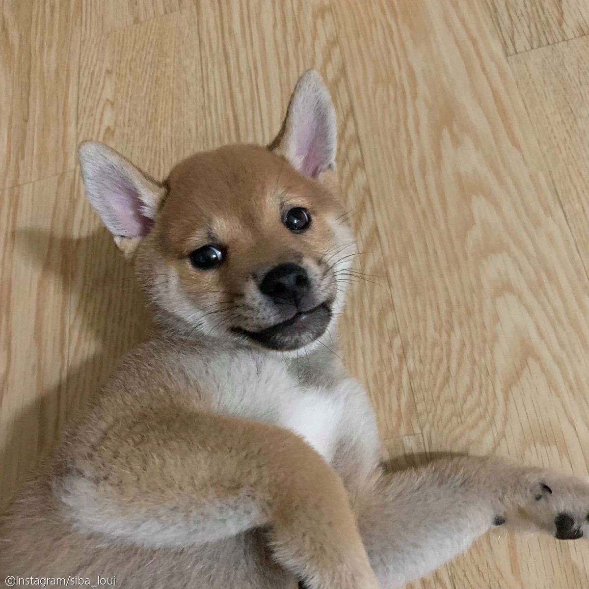 노트펫