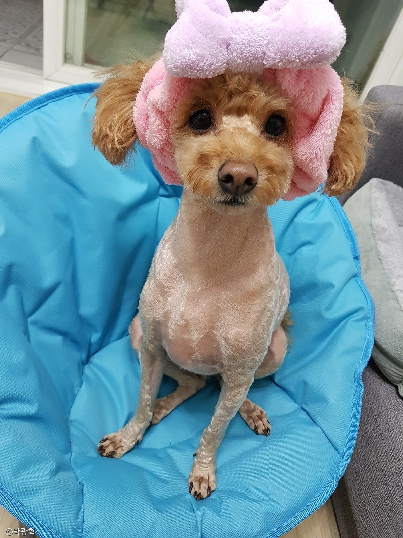 노트펫