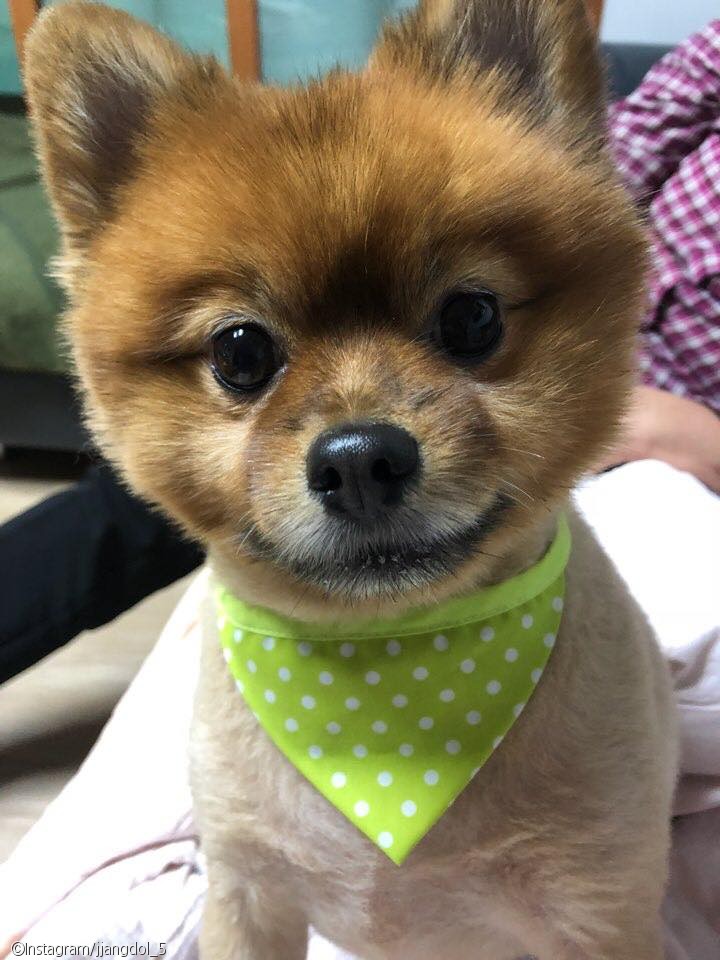 노트펫