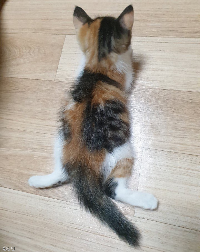 노트펫