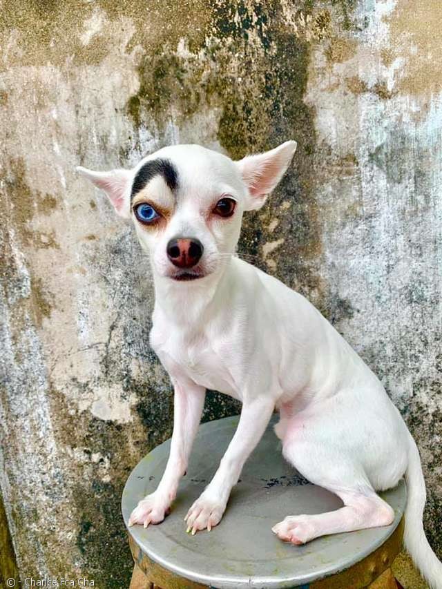 노트펫