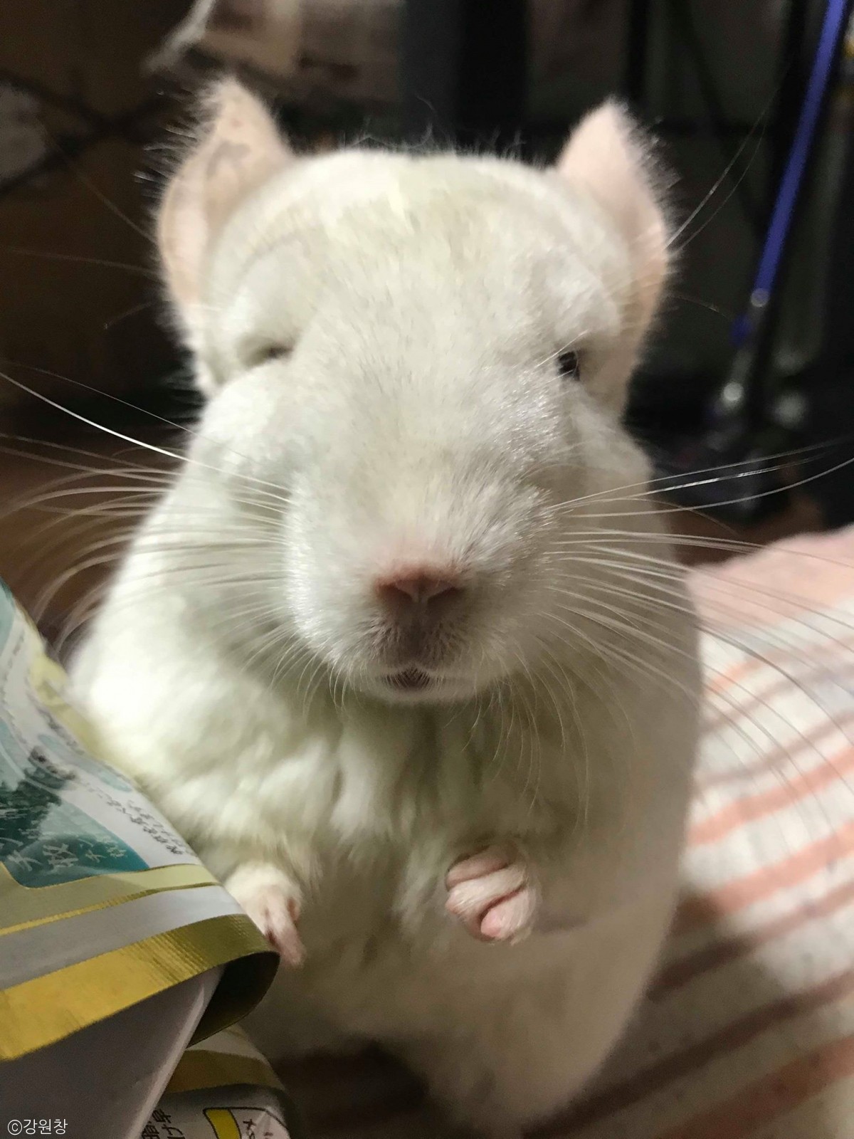 노트펫