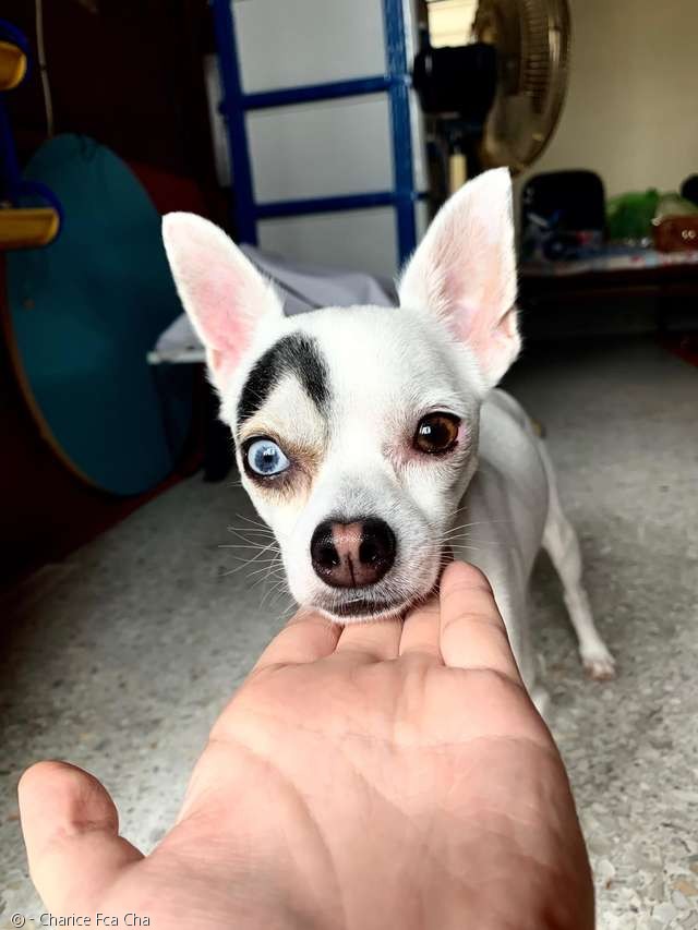 노트펫
