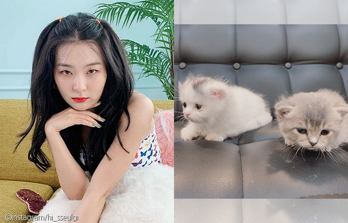 노트펫