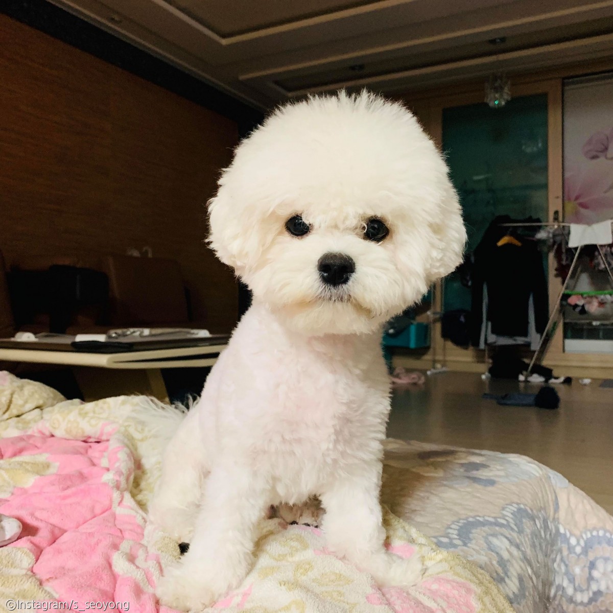노트펫
