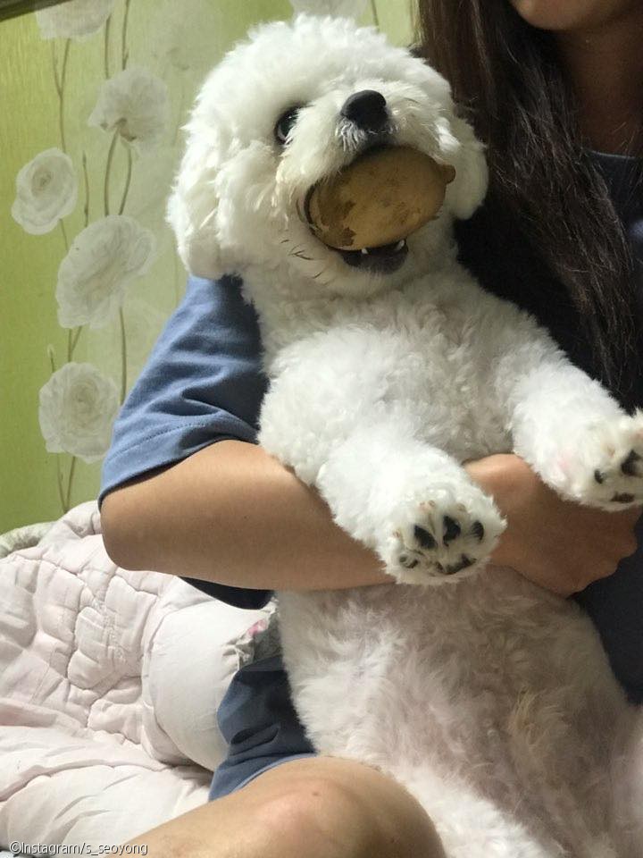 노트펫