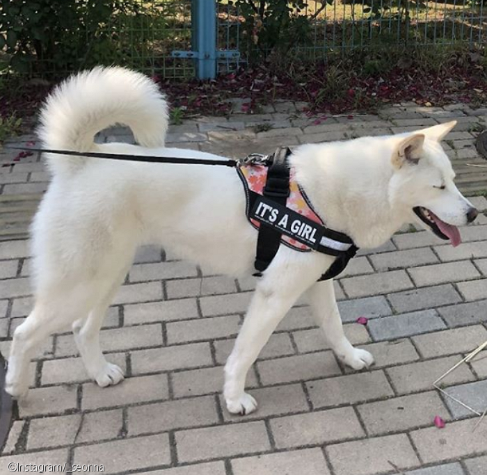 노트펫