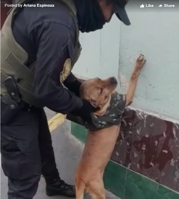 노트펫