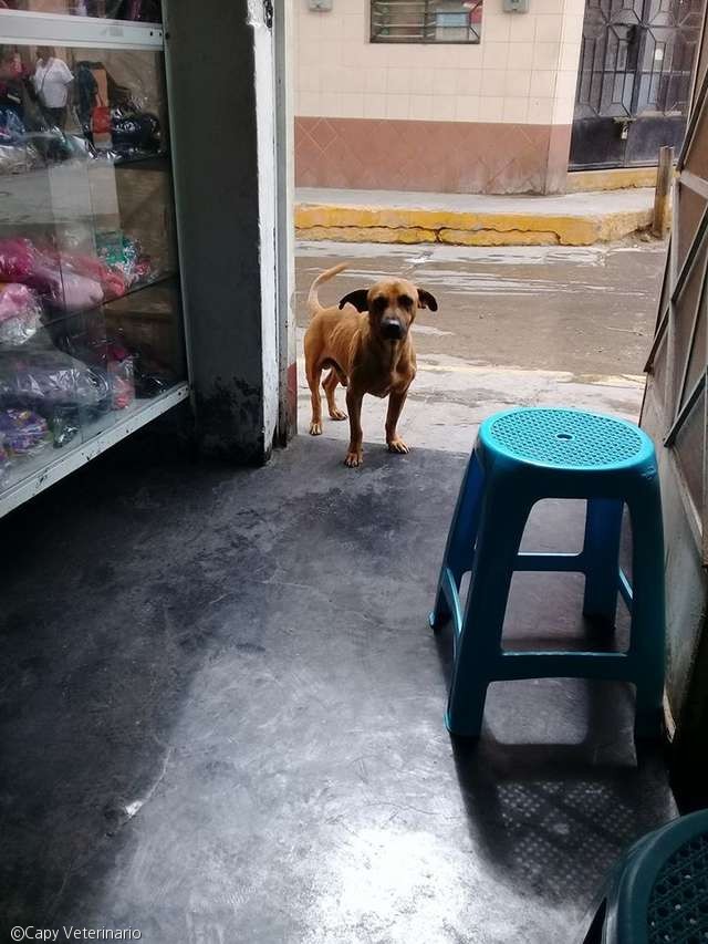 노트펫