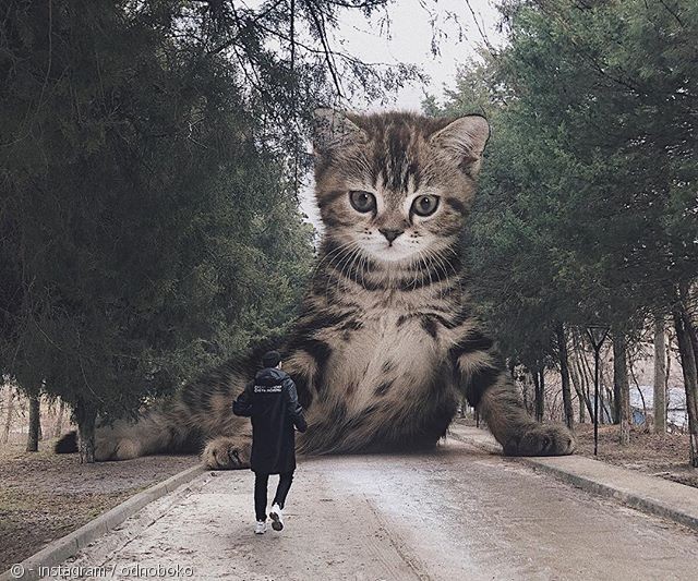 노트펫