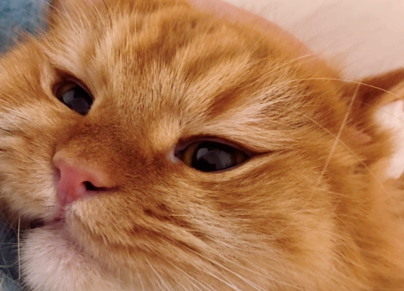 노트펫