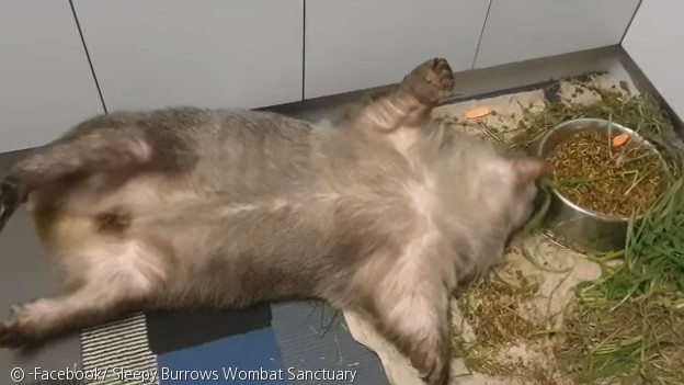 노트펫