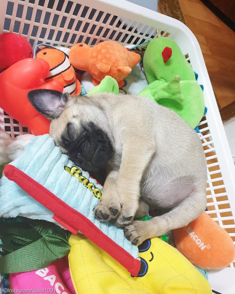 노트펫