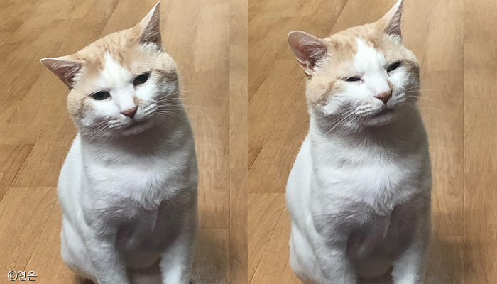 노트펫