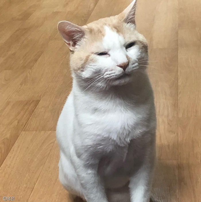 노트펫
