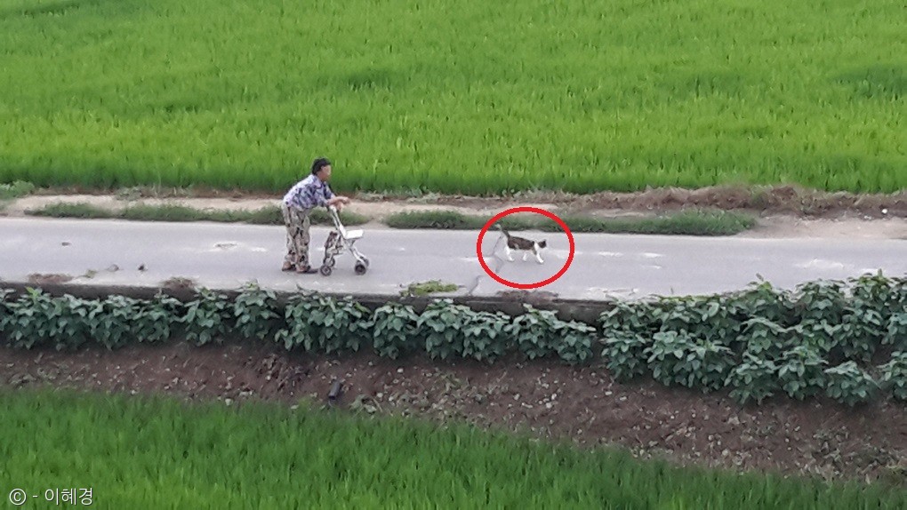 노트펫