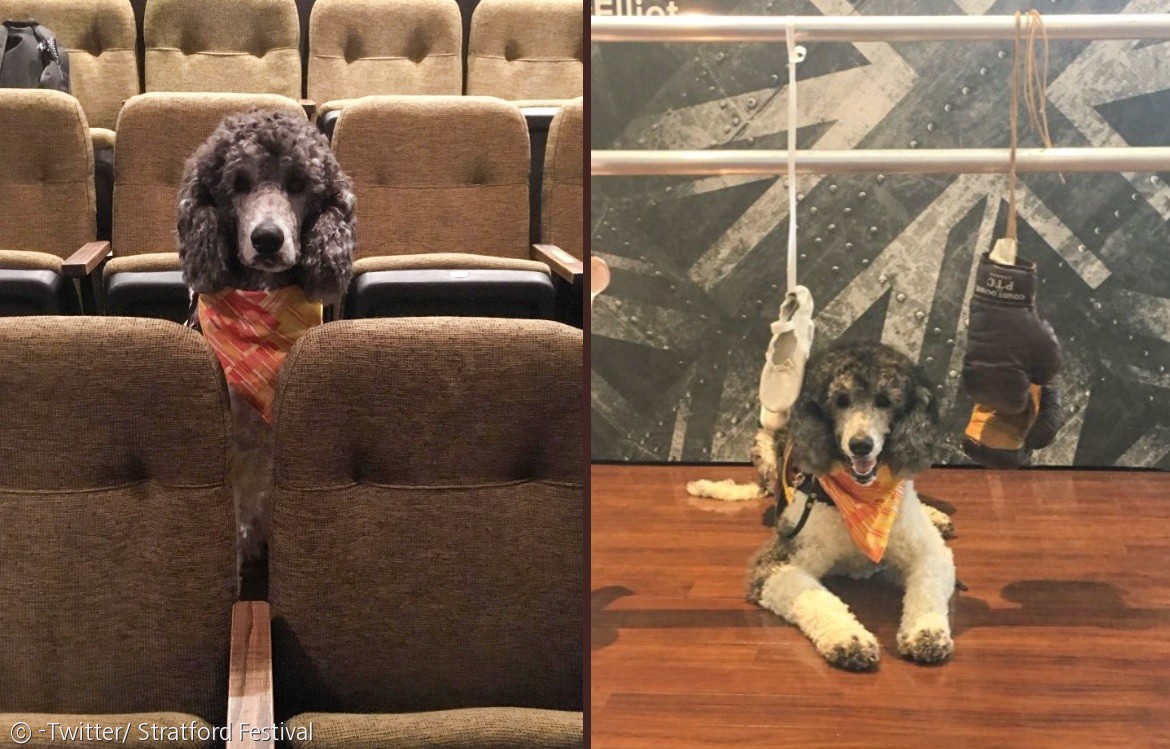 노트펫