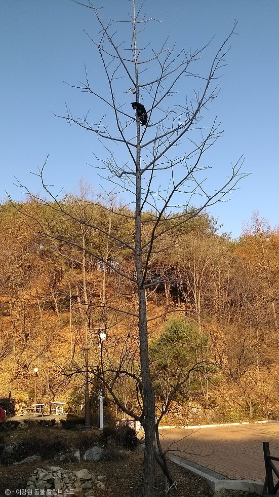 노트펫