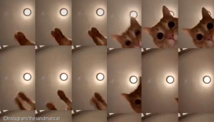 노트펫