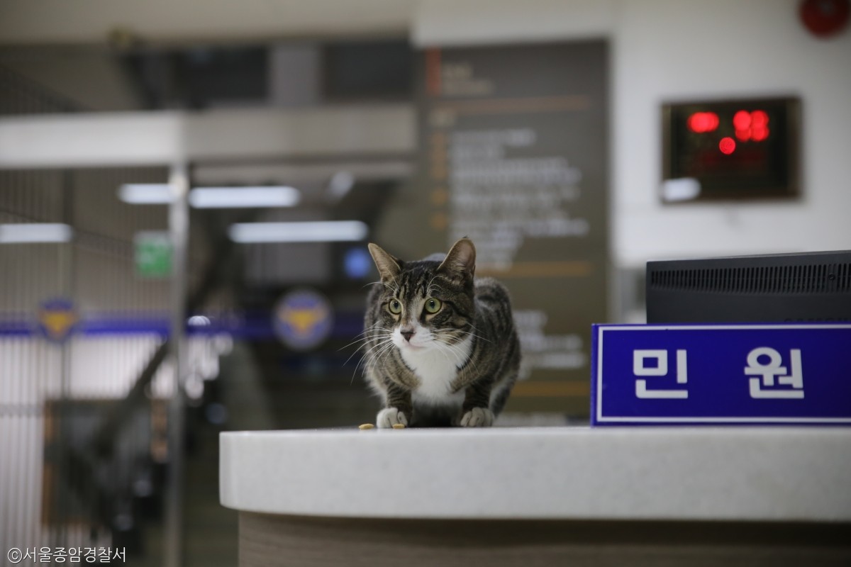 노트펫