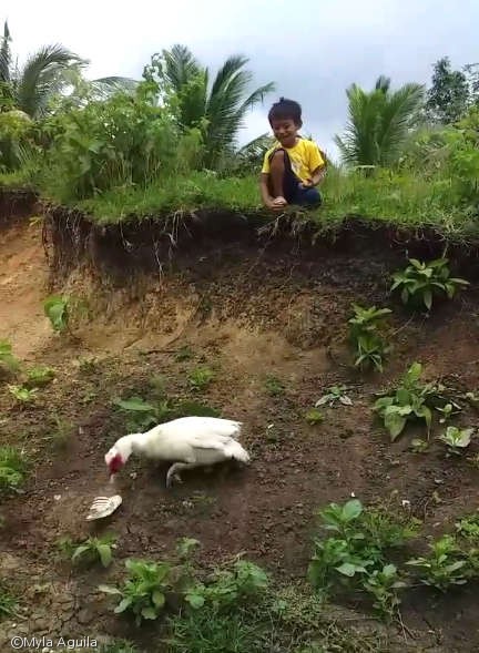 노트펫