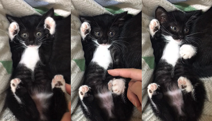 노트펫