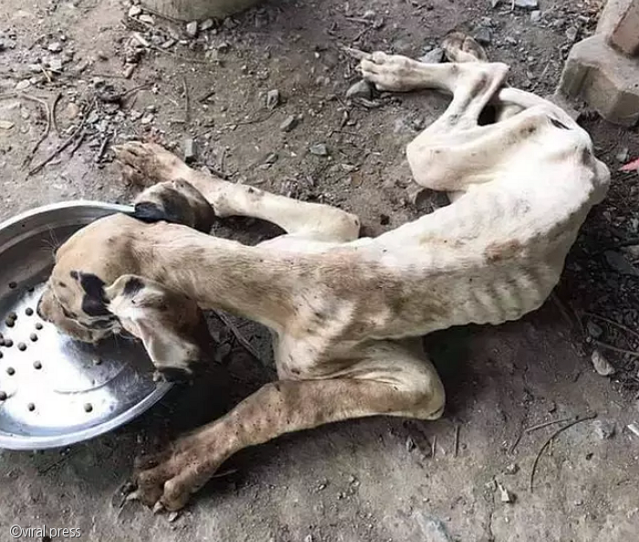 노트펫