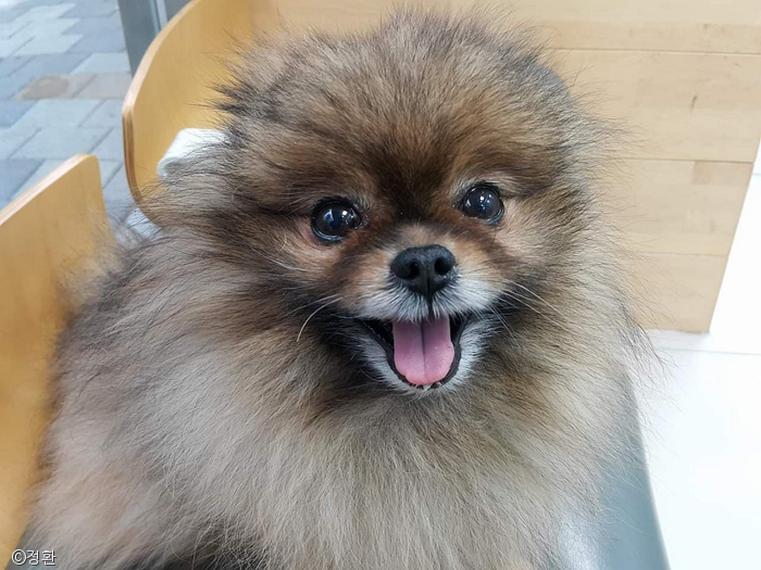 노트펫