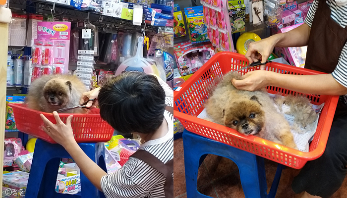 노트펫